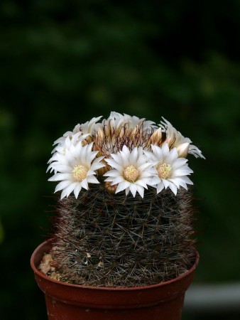 Mammillaria zeilmanniana v. albiflora.jpg :: Kaktusy-sh