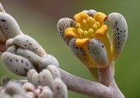 Lenophylum guttatum