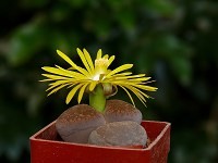 Lithops aucampiae