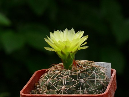 Gymnocalycium schatzlianum.jpg :: Kaktusy-sh