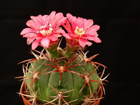 Gymnocalycium carminanthum
