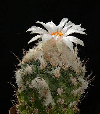 Turbinicarpus lophophoroides, Las Tablas, SLP