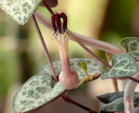 Ceropegia woodii