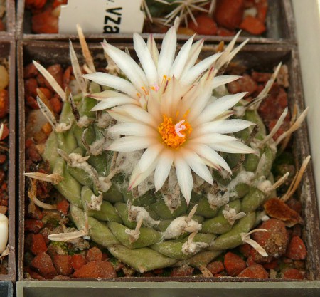 Turbinicarpus schwarzii