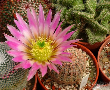 Echinocereus pectinatus RS 758, km162  before Cuancamé, Durango