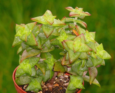 CRA17 - Crassula perforata