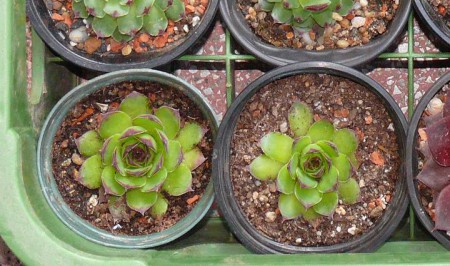 SEMP11 - Sempervivum sp.