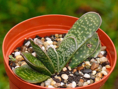 GAS6 - Gasteria maculata - PRIPRAVOVANÉ !