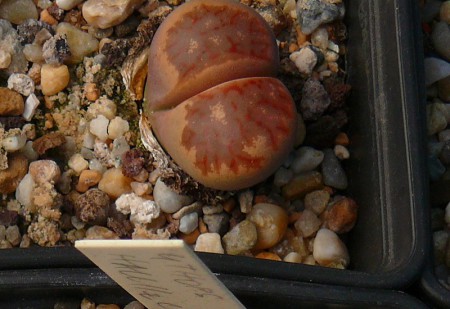 Lithops sp.