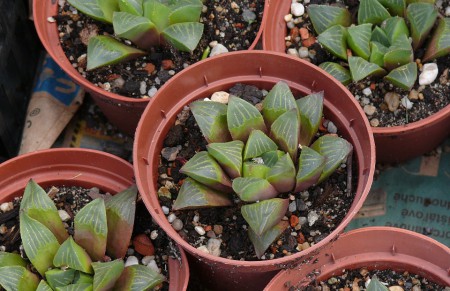Haworthia magnifica
