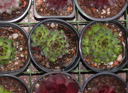 SEMP1 - Sempervivum calcareum tectorum