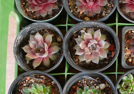 SEMP5 - Sempervivum sp.