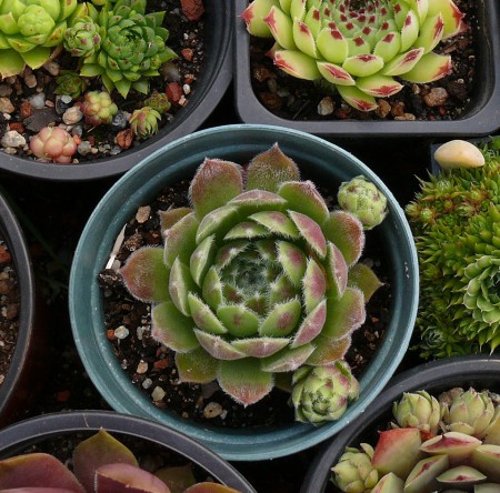 SEMP9 - Sempervivum sp.