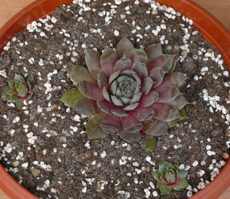 SEMP14 - Sempervivum sp.