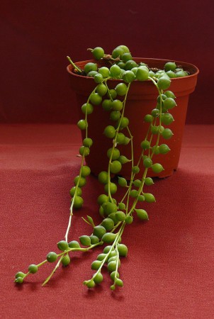 SEN1 - Senecio rowleyanus - PRIPRAVOVANÉ !