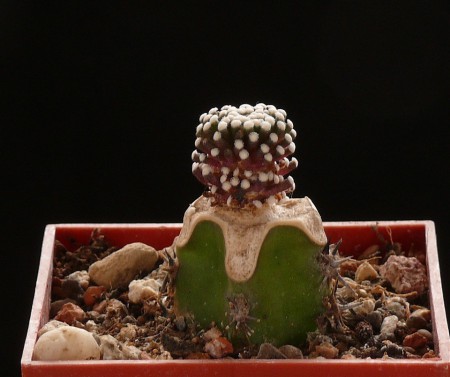 Mammillaria luethyi