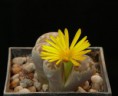 /album/lithops/p1140986a-jpg/