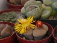 /album/lithops/p11305051-jpg/
